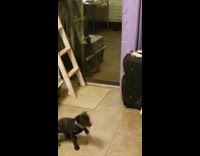 Dog scared in reflection barks at self