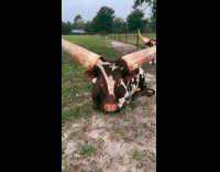 Collab Clips MPUGC - Woman owns long horned cows