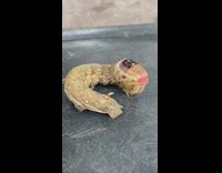 Brown caterpillar with a planet design on its head