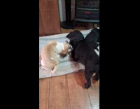 Collab PLC - Woman shows four pet puppies on rug