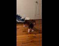 Dog with shoes struggles to walk comfortably