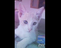 White brown kitten cat colorful disco lights 