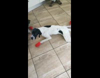 Dog laying on floor with legs spread red socks