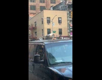 Seagull removing bread packaging and flies away