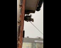 Squirrel on wire takes shelter from rain 