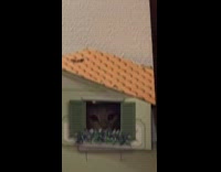 Cat peeking through cat house window