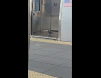 Bird ride inside the train in subway NY alone 