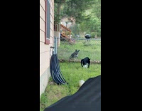 Dog cries taunted by cat