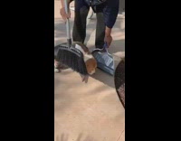 Dog protects dead pigeon bird broom dustpan 