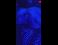 Girl barks and wakes sleeping dog