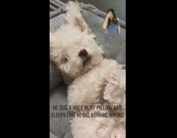White dog ripped pillow sleep nothing wrong