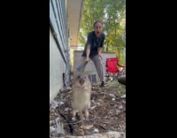 Rat jumped and stared at the camera