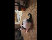 Cat gets scared by recorded voice message 