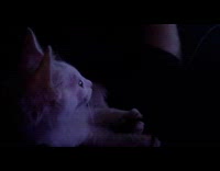 White kitten on lap watch DDOI on screen