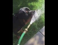 Dog drinks water green hose bite mouth