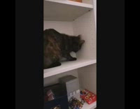 Black brown cat sits white shelf bookshelf 
