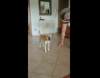 Brown dog keeps talking loudly to owner