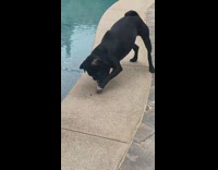 Black pug dog barks at bug by pool 