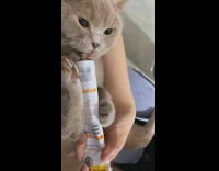 Brown Cat Licks Multivitamins out of Tube 