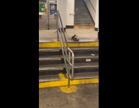 Group of rats running with slice of pizza in subway