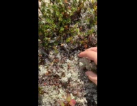 Crushed dried reinlav plant creates satisfying sound