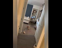 Slowmo of grey fluffy cat on floor jumping up for a treat but missing 
