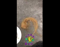 Single blond extension on train floor 