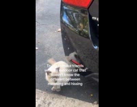 Collab Clips MPUGC - Woman feeds hissing stray cat 