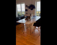Gray cat scratches table after smelling food
