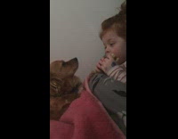 Brown dog watches baby girl eat sandwich 