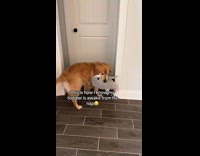 Dog looks at owner when toddler awake