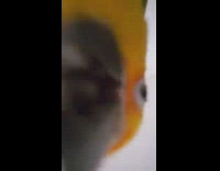 Orange parrot bird kisses the camera dance