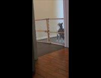 Cat attempts and fails to jump over fence 