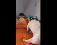 Dog likes to dig on the bed