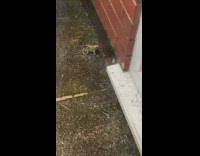 Small frog bumps head on the wall scratches its face