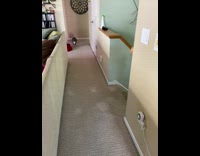 Clips mpugc - Cat stuck to target bag runs up stairs covered