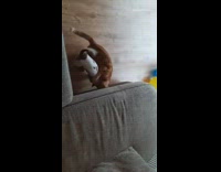 Chihuahua dog orange cat play wrestle couch