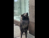 Woman with pet huge dog howling on street