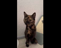 Collab ClipsIG - Kitten Turns then Wiggles Body and Jumps