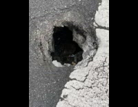 Collab winy - Rat hide inside hole on crosswalk pavement