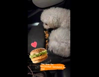 Dog growls on car seat with McChicken