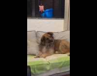 Dog tilts head gates smoke detector sound