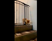 Dog squeeze through gate 