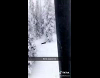 Bird ski lift wants uncrustable 