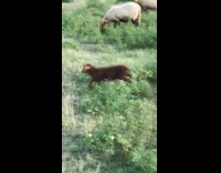 Brown baby sheep lamb runs across grass 