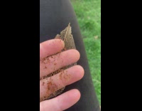 Dried Leaf Shows Patterns of Veins 