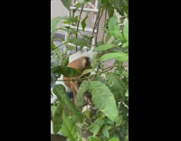 Brown white dog eats leaves off plant