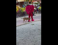 Dog following person in strawberry mascot costume