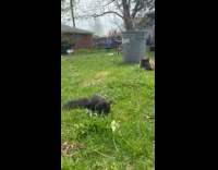 Squirrel chasing cat on the yard 