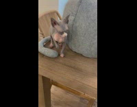 Persian Kitten Walks Towards Lady then Plays on Table